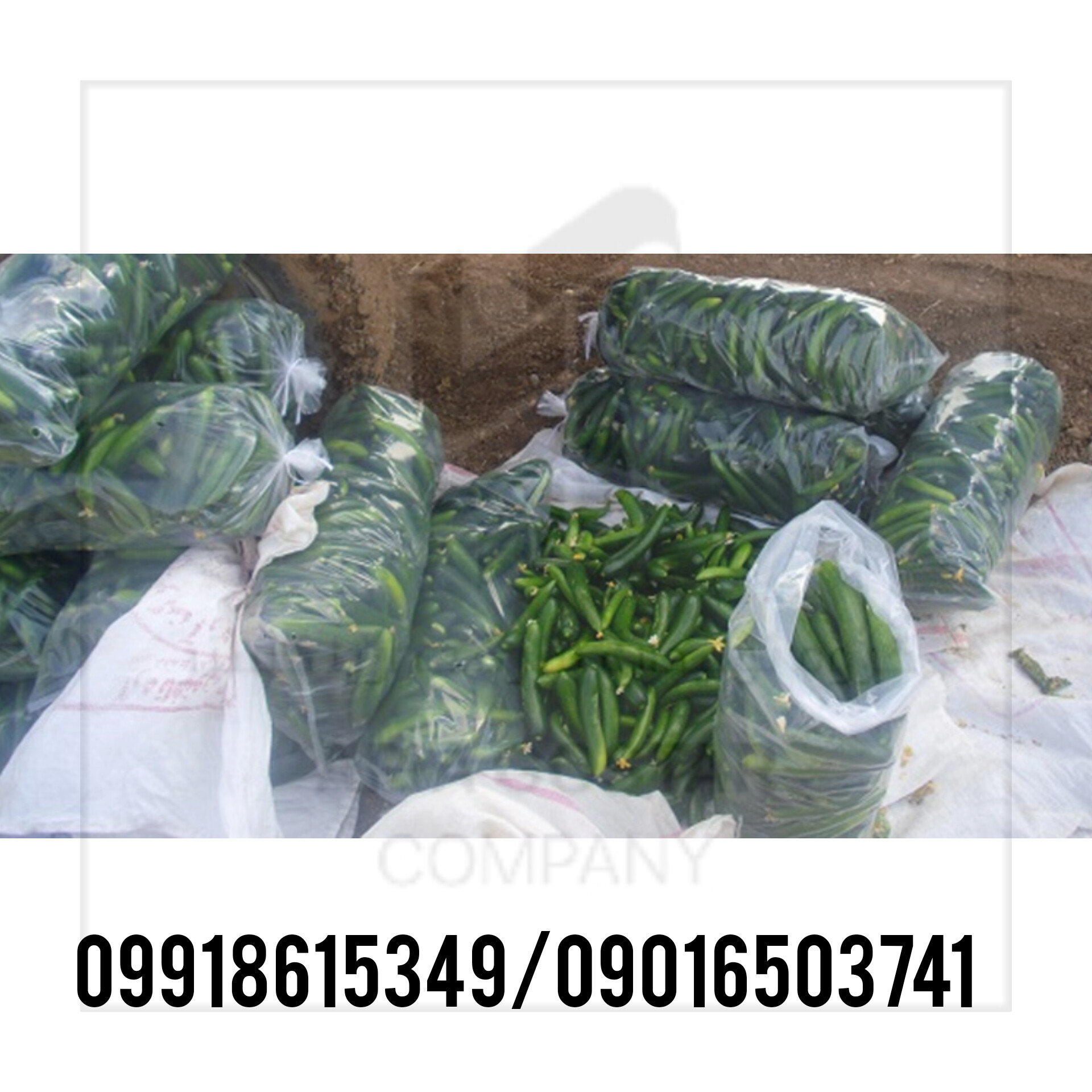 خرید نایلون خیاری 